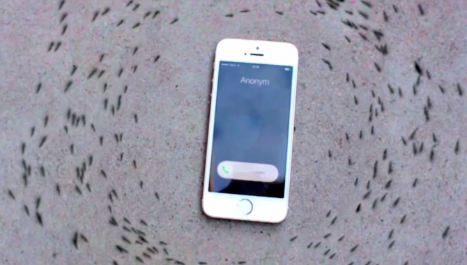 Hvorfor går myrer i ring om en iPhone?