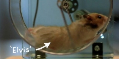 Video: Hamster oplader en Nokia N8