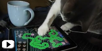 Video: Katte ville vælge iPad