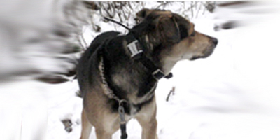 Mobil og GPS finder hunde på afveje
