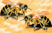 Mobiltelefoner dræber måske bier