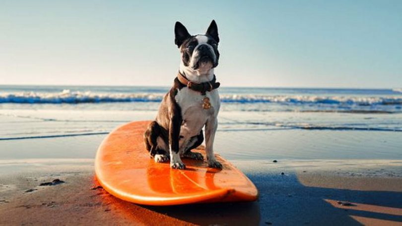 Teleselskab overrasker: Tredobler mængden af roamingdata